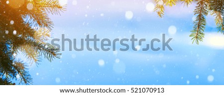 Snow Christmas fir tree;  Blue Christmas background; 