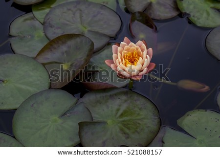 Colorful blooming purple (violet) water lily (lotus) with bee is trying to keep nectar pollen from it. The view captured at a lotus pond in Singapore. Lotus flower in Asia is important culture symbol