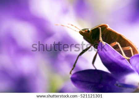 Macro view of bedbug