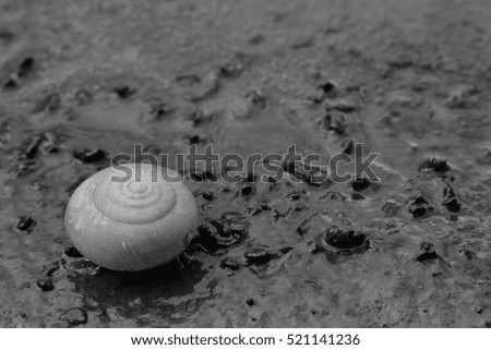 Clams die because of drought,black and white picture