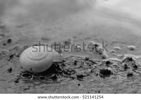 Clams die because of drought,black and white picture