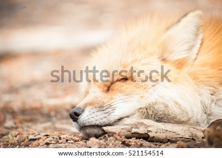 Soft colored picture of sleeping fox in Shiroishi Zao