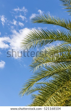 The top of palm leaves with puffy cloudy sky. 