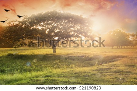 Nature background concept: Alone tree on meadow sunset.