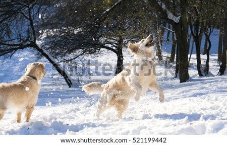 Amazing golden retriever dog jumping , playing snowballs. Winter in park. Horizontal, action moment.