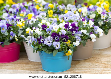 Pansies in colorful pots in a garden setting