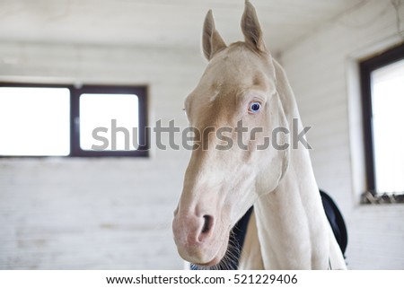 ?remello horse in barn. Beautiful portrait of white ungulate animal with blue eyes in stable.