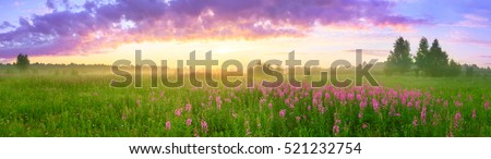 rural summer landscape with sunrise, a blossoming flowers meadow and fog. panorama sunrise   Royalty-Free Stock Photo #521232754