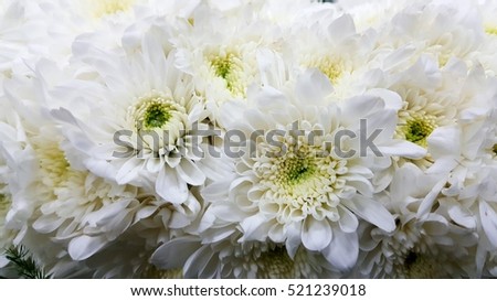 Flowers, chrysanthemum
