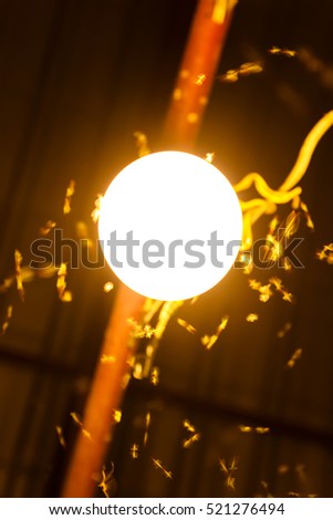 Insects fly motion moving around a bright lamp.