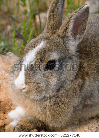 cute wild rabbit in nature