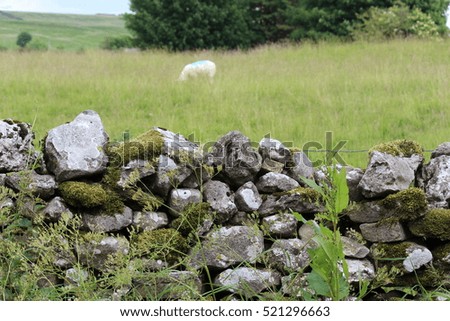 Dry Stone Wall With Sheep on Hilltop in Yorkshire Dales.