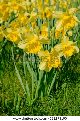 Daffodils in meadow in close up; Yellow blooming spring flowers; Easter greeting card