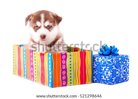 Puppy Siberian Husky sitting in a gift box, isolated on white background