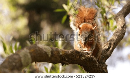 Grey squirrel in red, winter coat eating nuts