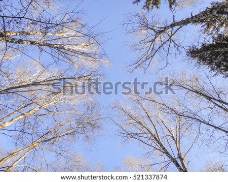 Tops of trees in winter forest on a blue sky background