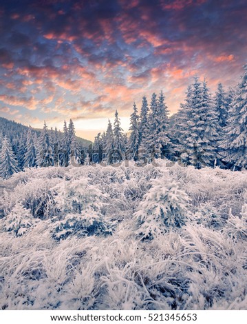 Dramatic winter sunrise in Carpathian mountains with snow covered grass and fir trees. Colorful outdoor scene, Happy New Year celebration concept. Artistic style post processed photo.