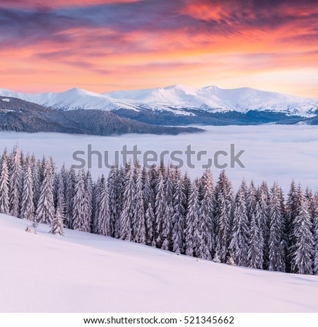 Magnificent winter sunrise in Carpathian mountains with snow covered fir trees. Great outdoor scene, Happy New Year celebration concept. Artistic style post processed photo.