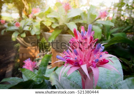 exotic pink flower in the garden with sun rays, closeup picture of colorful nature