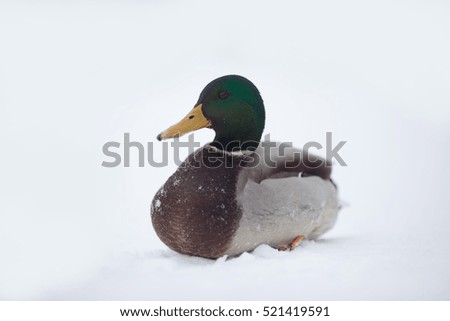 river ducks in the winter