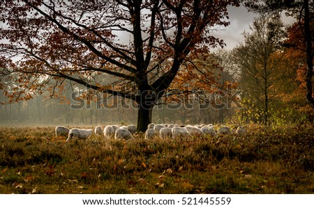 A grazing sheep herd under the tree. 