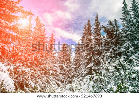 Winter background. Majestic white spruces on a perfect sky on the background . Picturesque and gorgeous wintry scene. retro style. soft light effect