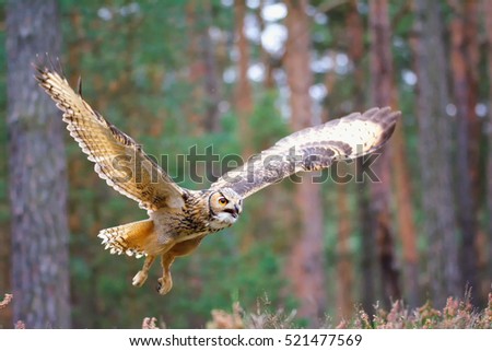 Bengal eagle owl (Bubo bengalensis) flaying in the forest.