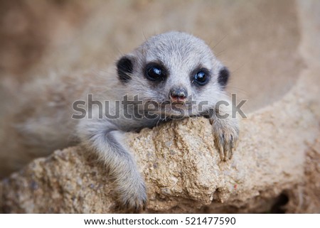 Baby Suricate or meerkat (Suricata suricatta) It is on guard and looks around and patrolling the neighborhood 
