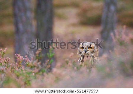 Bengal eagle owl (Bubo bengalensis) sitting in heathland and looks around.