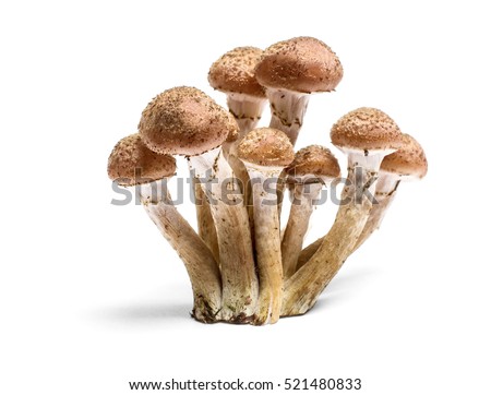 Armillaria mellea - Honey gel Hallimasch mushroom, isolated Royalty-Free Stock Photo #521480833