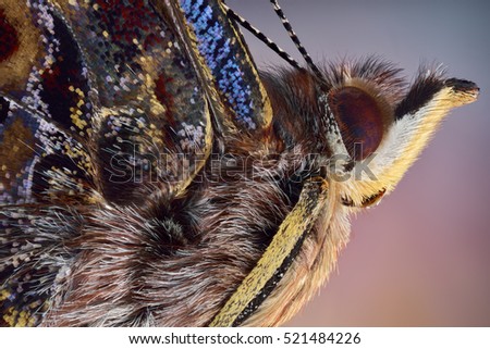 The picture shows a butterfly Vanessa atalanta isolated on colorful background. Mega macro shot. Extreme close-up.