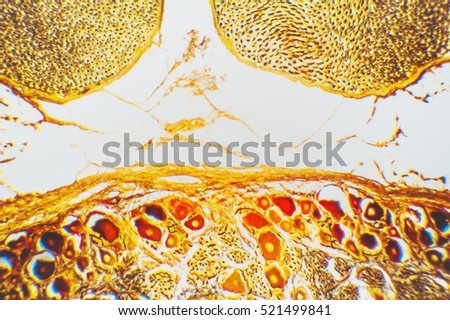 Golgi Apparatus. Microscopice- micrograph of a plant cell. Photo micro sections with high magnification with light microscope Royalty-Free Stock Photo #521499841