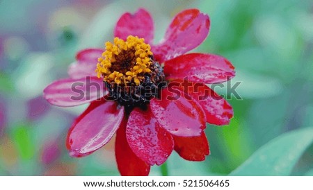 Red Zinnia Flower Isolated on Green Background