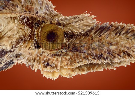 The picture shows head of a small Pyralid moth, an insect in the family Pyralidae isolated on red background. Mega macro shot. Extreme close-up.
