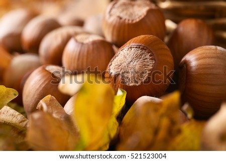 Hazelnuts on autumn leaves