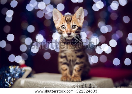 Kitten sitting on a gift box with bokeh background
