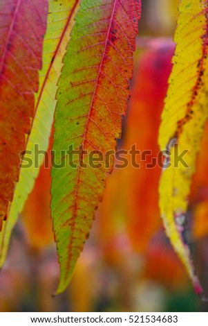 rowan leaves in all colors
