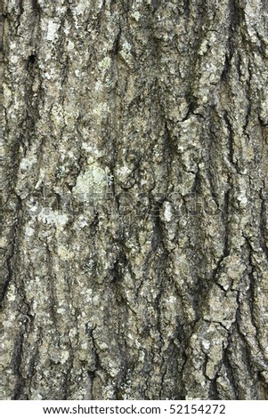 Detailed grey tree bark textured background