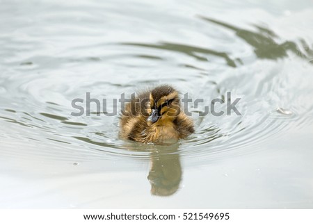 Very young duckling swimming alone.
With space for copy or text.