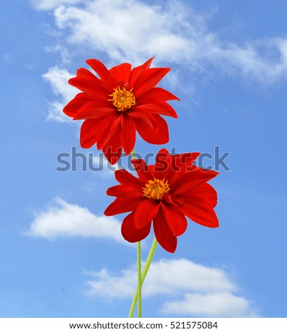 Red dahlia isolated on sky background 