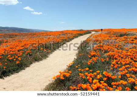 A peaceful path through a field of wild California poppies.