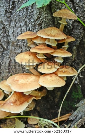 A handful of edible mushrooms in the grass in the forest.