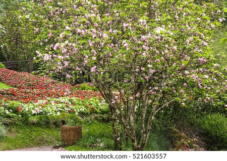 Light pink / purple color of Magnolia's flower (MAGNOLIA SOULANGEANA)