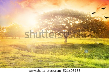 Nature background concept: Alone tree on meadow sunset.