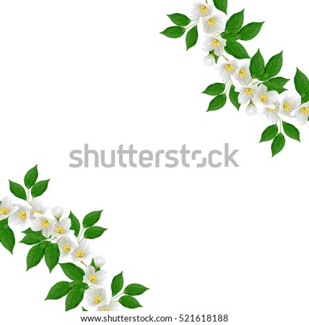  branch of jasmine flowers isolated on white background. spring 