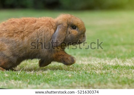 Young rabbit in a summer meadow. Bunny or rabbit on grass