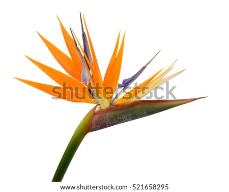 beautiful Strelitzia reginae flower isolated on white background Royalty-Free Stock Photo #521658295