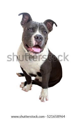 Big Dog Bulldog athletic elegance with a benign smile pretty cool.
I love a big, big-hearted owner pleads.