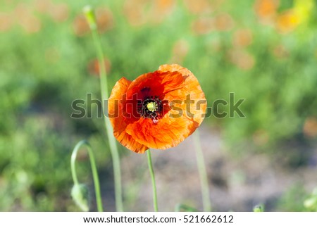 red poppy on the agriculture field with immature green wheat. Summer season, the picture was taken close-up. Shallow depth of field, focus on poppy