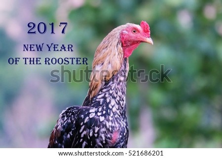 Rooster is the symbol of the year 2017 in the green grass,Happy New Year 2017